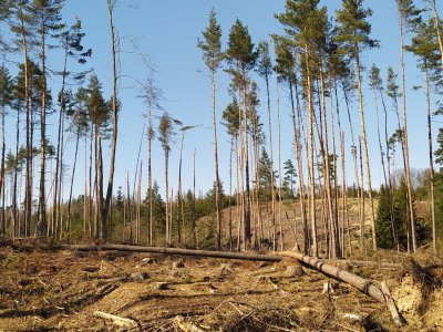 TĚŽBA DŘEVA PO KŮROVCI