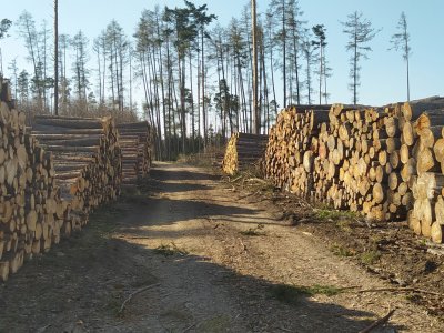 TĚŽBA DŘEVA PO KŮROVCI