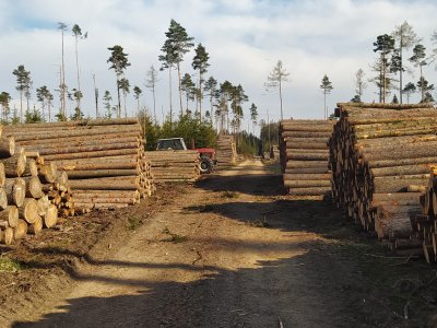 TĚŽBA DŘEVA PO KŮROVCI