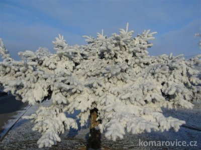 ZIMA V KOMÁROVICÍCH 2007