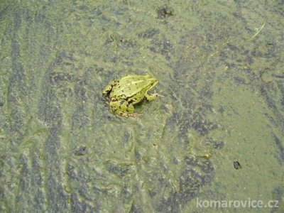 ČIŠTĚNÍ KOUPALIŠTĚ